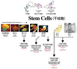 干细胞新疗法