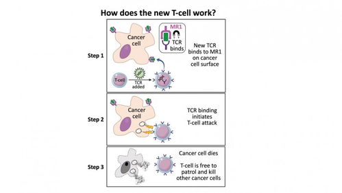 新型免疫细胞疗法