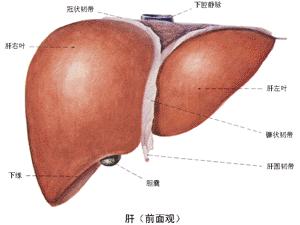 肝脏移植手术方式
