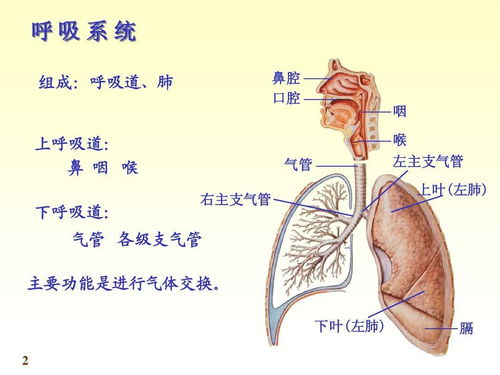 下列哪项不属于慢性阻塞性肺病