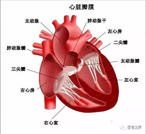 心脏瓣膜病患者的知识点