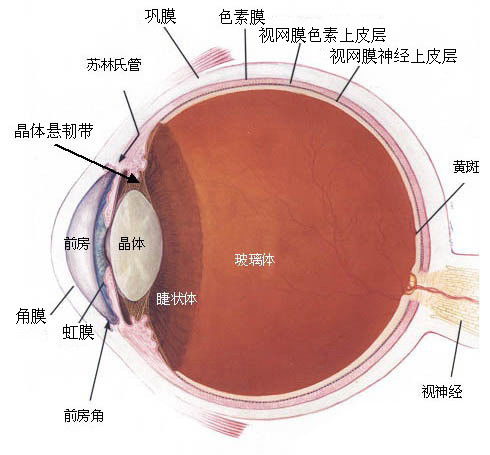 中医可以治疗眼睛血管堵塞吗