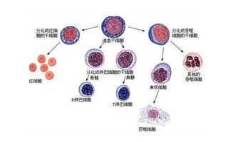 干细胞疗法介绍