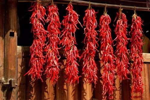 吃辣椒会影响肠胃吸收