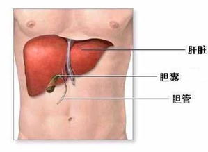 肝脏移植成活率有多高