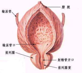 前列腺早期怎么治愈