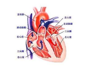 心脏瓣膜病平时应注意什么